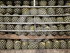 Pineapple yields are arranged in rows. Farmers harvest pineapples from their fields.