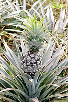 Pineapple