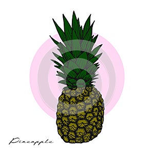 Pineapplefruit. Hand drawn vector sketch