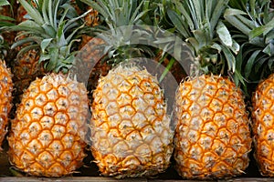 Pineapples