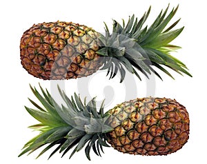 Pineapples