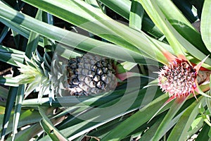 Pineapples Big and Small