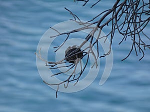 Pineapples dried on the blue sea