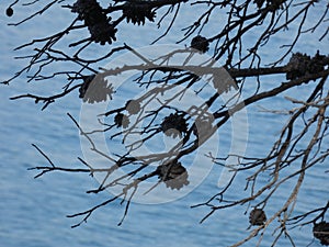 Pineapples dried on the blue sea