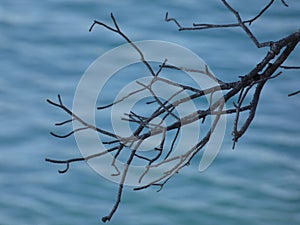 Pineapples dried on the blue sea