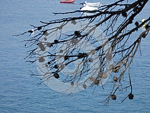 Pineapples dried on the blue sea