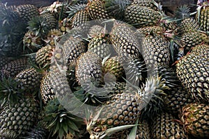 Pineapples in Fiji