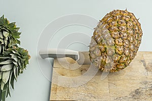Pineapples grow in warm climates and require well-drained soil photo