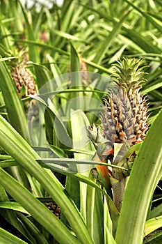 Pineapples growing on a field