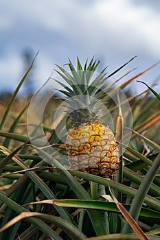 Pineapples growing in the field