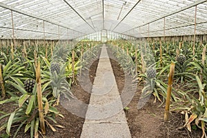 Pineapples Growing in a Green House