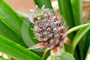 Pineapples growing on a pineapple plantation