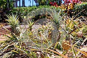 Pineapples growing on a tropical plantation