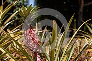 Pineapples growing on a tropical plantation