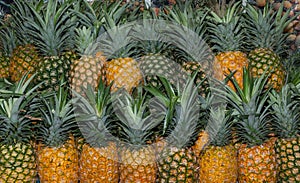 Pineapples in the market - Ananas comosus