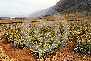 Pineapples Plantation in El Hierro photo