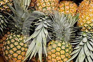 Pineapples in a row stacked pina