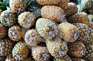 Pineapples for sale in Costa Rica photo