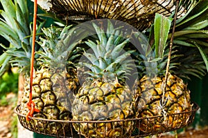 Pineapples for Sale in Cuba