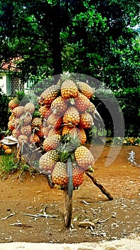 Pineapples on a street in Uganda