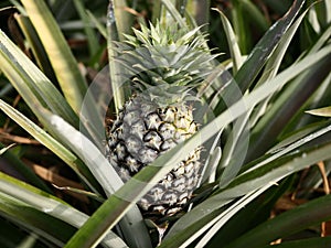 Pineapples on the tree are close to harvesting. Agriculture concept.