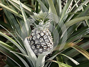 Pineapples on the tree are close to harvesting. Agriculture concept.