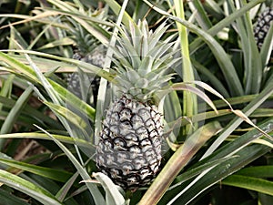 Pineapples on the tree are close to harvesting.  Agriculture concept.