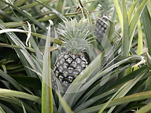 Pineapples on the tree are close to harvesting. Agriculture concept.