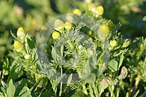 Pineappleweed