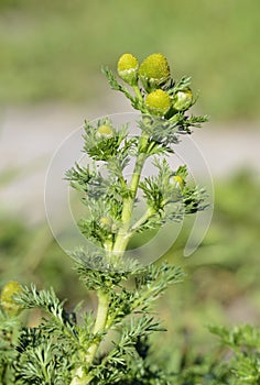 Pineappleweed