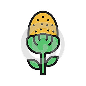 Pineappleweed Icon Image.