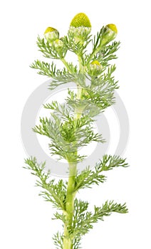 Pineappleweed or Matricaria discoidea isolated on white background. Medicinal plant