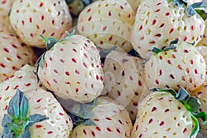 Pineberries / white strawberries