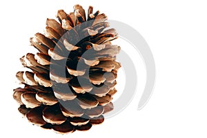 Pinecone 1