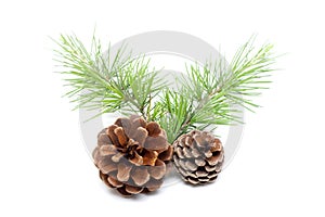 Pinecone isolated on white background photo