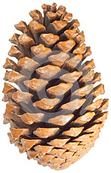 Pinecone
