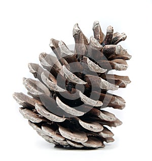 Pinecone