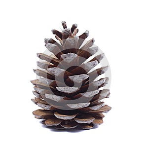 Pinecone