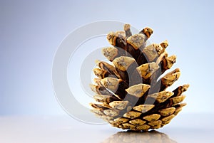 Pinecone