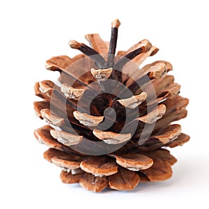 Pinecone photo