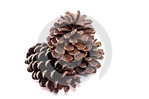 Pinecone