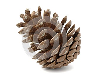 Pinecone photo