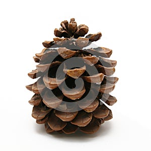 Pinecone