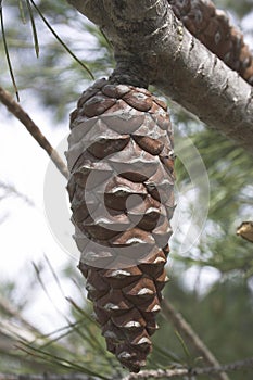 Pinecone