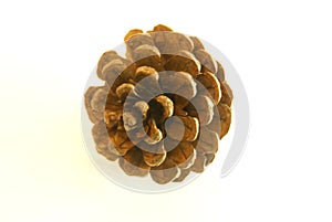 Pinecone