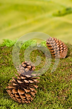 Pinecone background