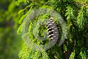 Pinecone branch closeup on green background. Soft focus.