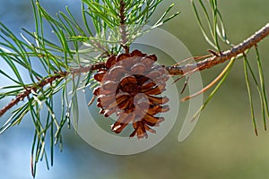 Pinecone on a branch closeup