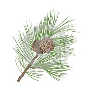 Pinecone branch Collection