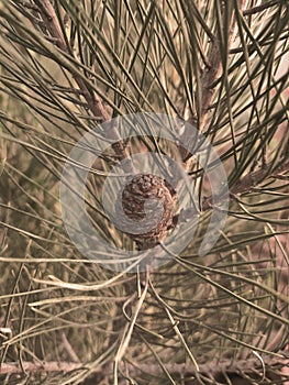 Pine cone on the branch